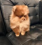 Prachtige vrolijke en grappige pomeranian pup (teefje), Parvo, Nederland, Keeshond, 8 tot 15 weken