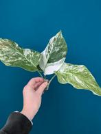 Monstera variegata Snow White kopstek, Huis en Inrichting, Kamerplanten, Ophalen of Verzenden, Halfschaduw, Minder dan 100 cm