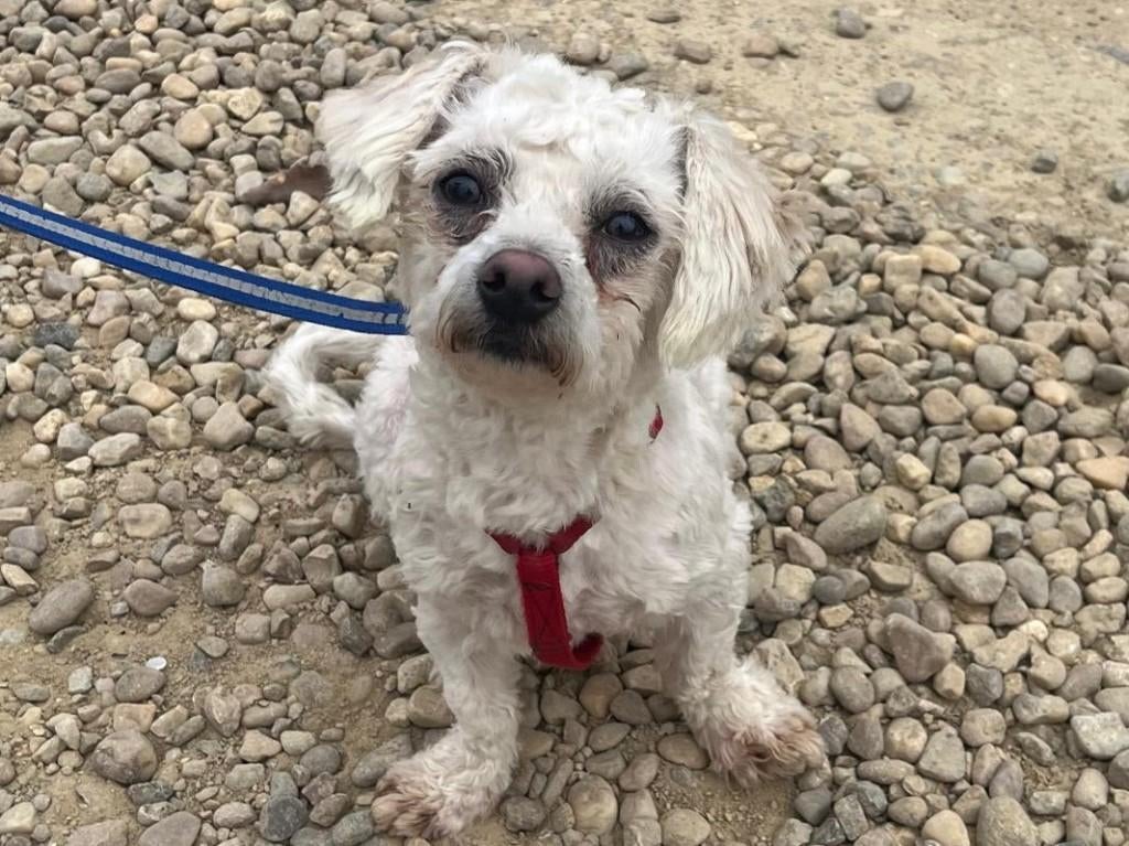 Ronny een lief, klein en vrolijk hondje, Particulier, 15 weken tot 1 jaar, Reu, Buitenland