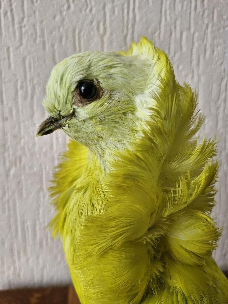 Een prachtige grote opgezette gele duif!, Verzamelen, Dierenverzamelingen, Ophalen of Verzenden, Nieuw, Vogel, Opgezet dier