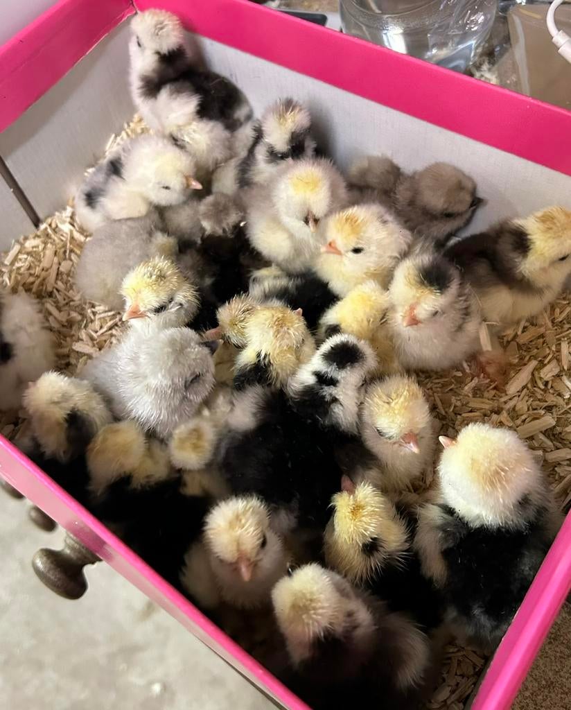 Usa zijdehoen hennen en kuikentjes, Vrouwelijk, Kip