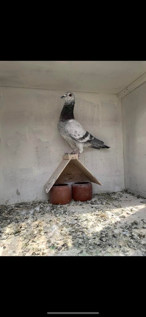 Schimmel doffer van 2025, Dieren en Toebehoren, Vogels | Duiven, Mannelijk, Postduif