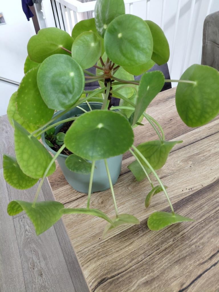 Pannekoekplant met jonge stekjes, Huis en Inrichting, Kamerplanten, Ophalen of Verzenden, Halfschaduw, Minder dan 100 cm