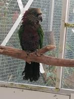 gezocht kraagpapegaaien of kwekers ervan, Meerdere dieren, Papegaai