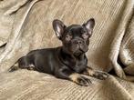 Franse bulldog pups met arfe stamboom, Parvo, 8 tot 15 weken, Bulldog, Meerdere
