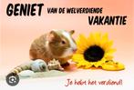Cavia oppas gezellig bij ons thuis!, Januari, Geslacht onbekend, Cavia