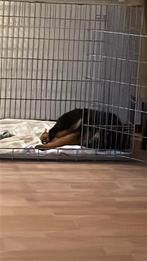 Bench voor grote hond, Ophalen, Gebruikt