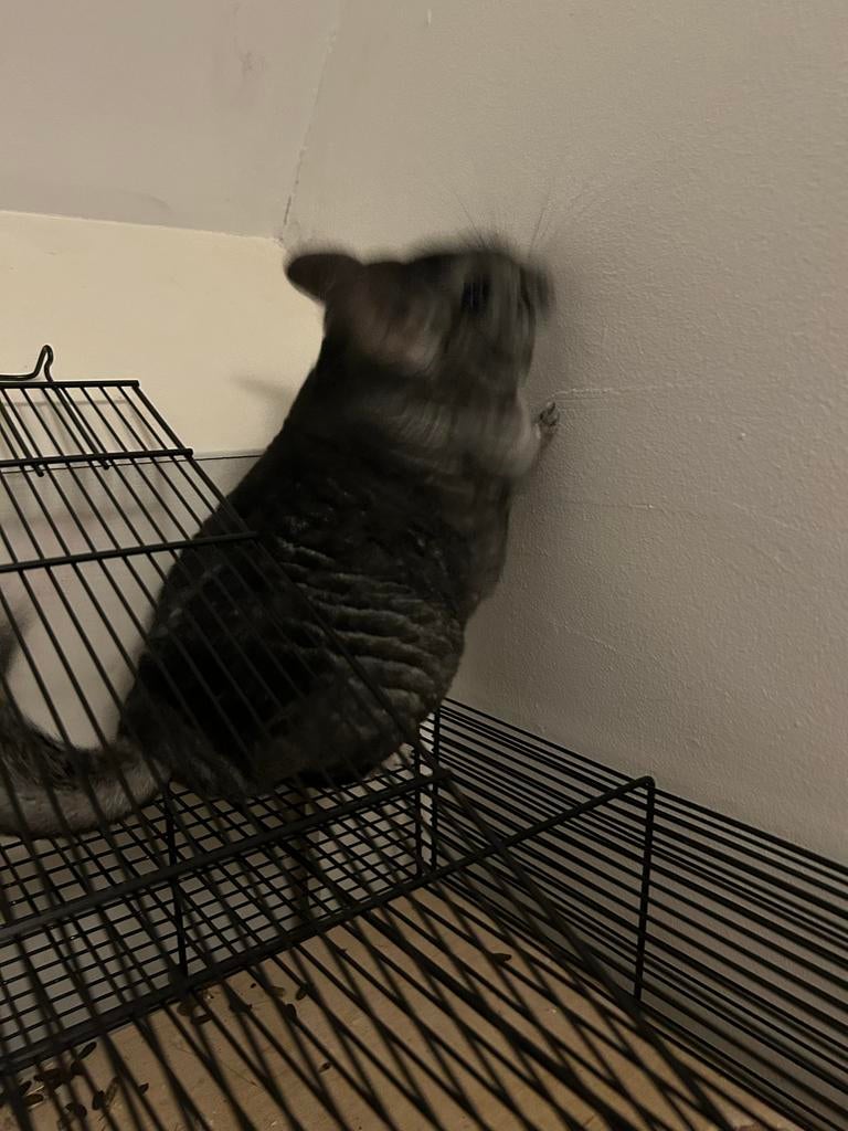 Chinchilla met kooi, Chinchilla, Vrouwelijk, Tam, September