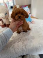 Exclusieve Maltipoo F2 pup ( Mix Azian Toy Poedel /Maltezer), Particulier, 8 tot 15 weken, Buitenland, Parvo