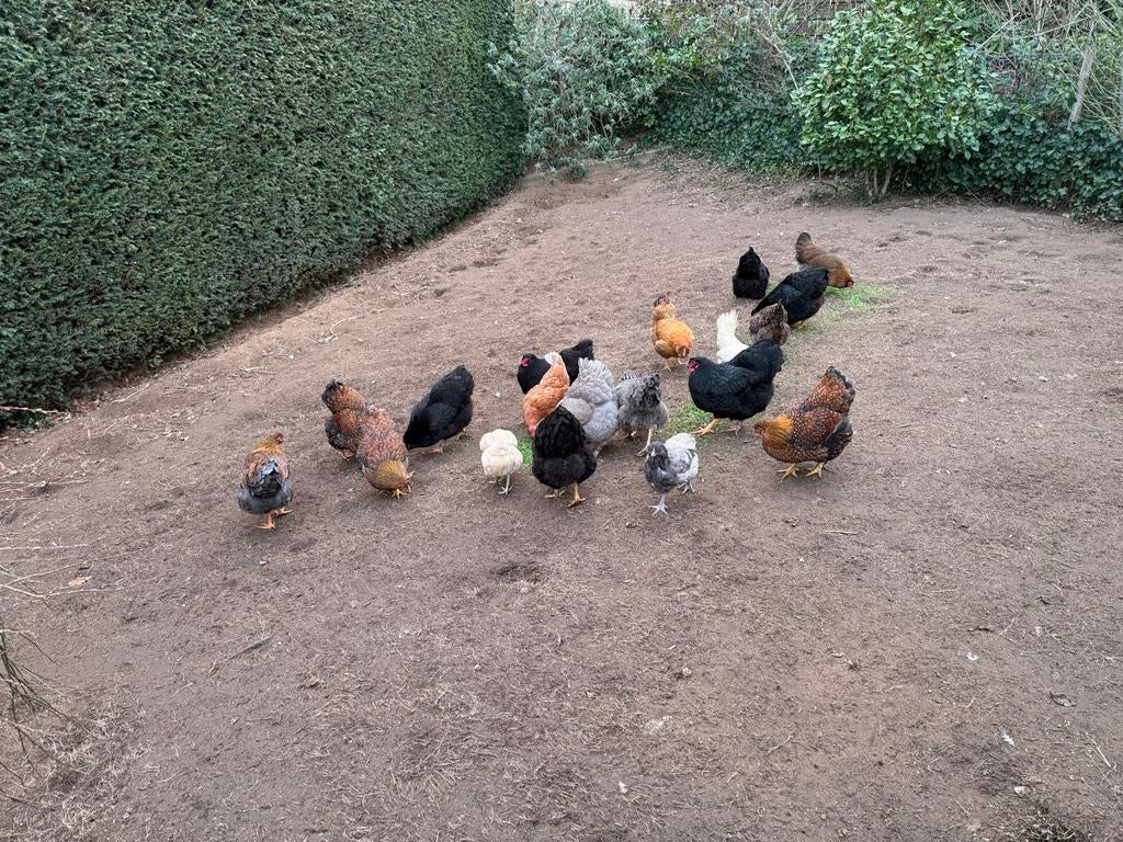 Verse scharrel eieren te koop, Vrouwelijk, Kip