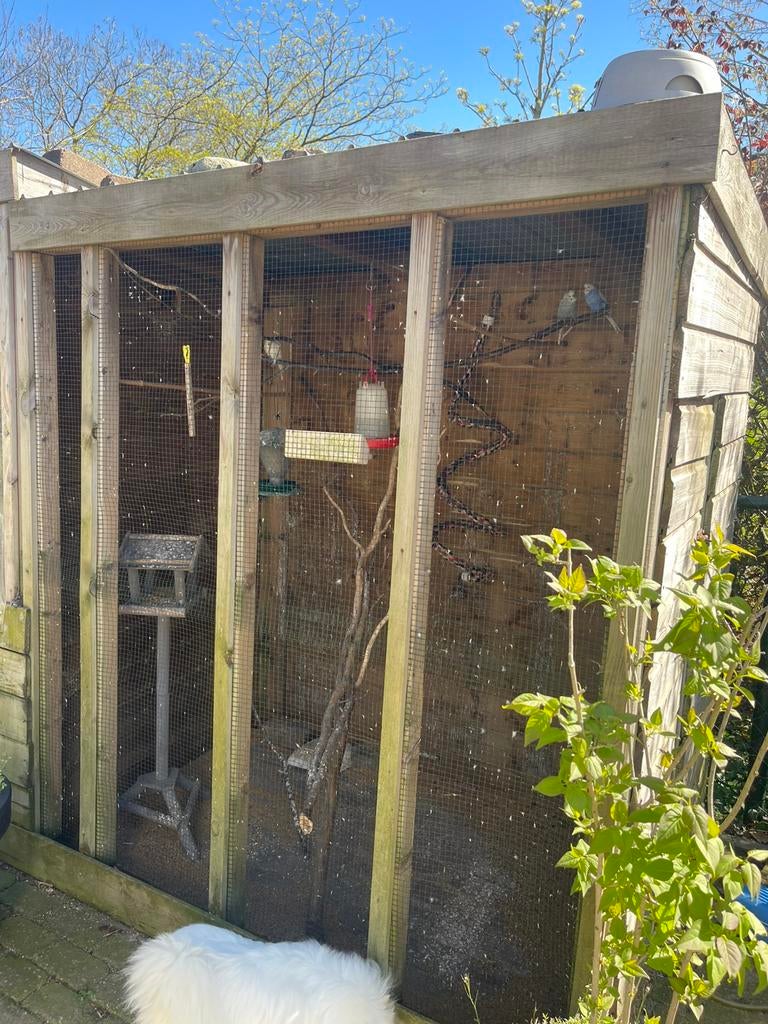 Voliere met 9 parkieten, Dieren en Toebehoren, Vogels | Parkieten en Papegaaien, Meerdere dieren, Parkiet