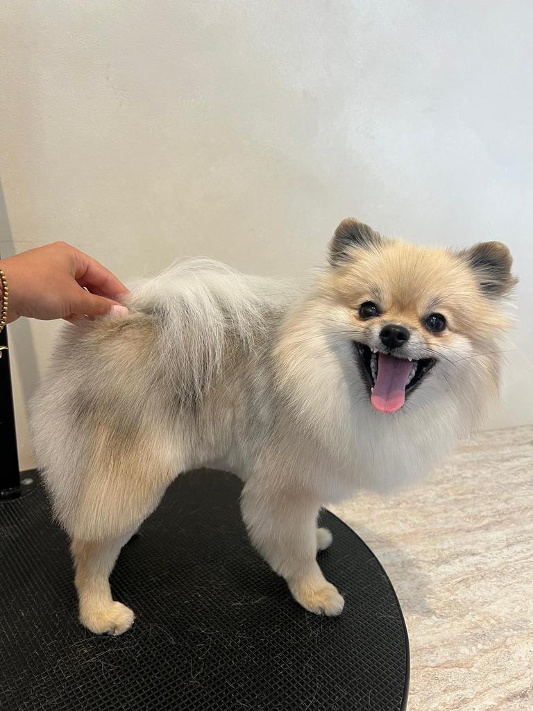 pommeriaan BIBI teefje, Dieren en Toebehoren, Parvo, Overige rassen, 1 tot 2 jaar, Teef