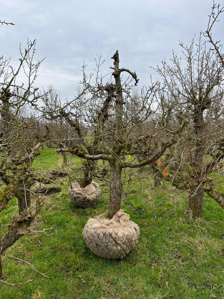 Perenboom I Conference I Doyenne du Comice, Ophalen, 250 tot 400 cm, Perenboom, Lente