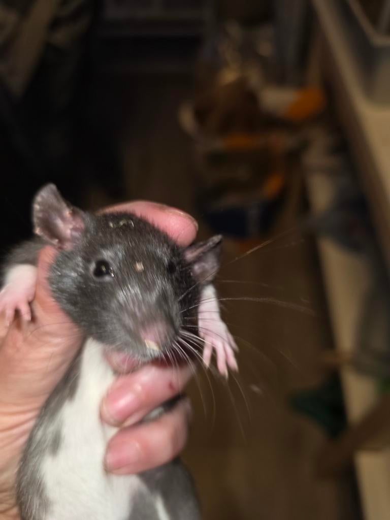 Tamme rat vrouw nr 1, Rat, Maart, Vrouwelijk, Tam