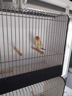 Koppel witkop putters, Ophalen of Verzenden, Nieuw, Aluminium, Vogelkooi