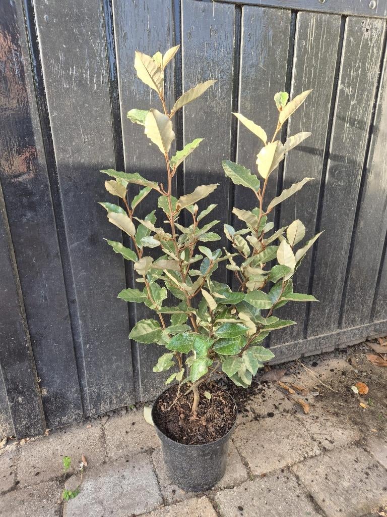 Olijfwilg compacta haagplanten ca 60-80 cm, Ophalen of Verzenden, Overige soorten, Haag, Minder dan 100 cm