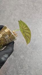 Alocasia Nebula Imperialis, Ophalen of Verzenden, Halfschaduw, Minder dan 100 cm