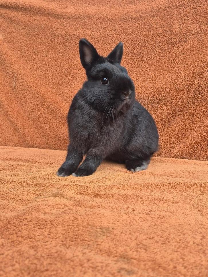 Lief gecastreerd kleurdwerg mini klein dwerg zwart knuffel, Dieren en Toebehoren, Konijnen, Dwerg, Mannelijk, 0 tot 2 jaar