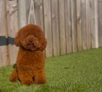 toy poedel dekreu met fci stamboom, Reu, 1 tot 2 jaar, Parvo, Eén hond