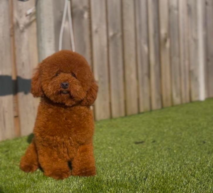 toy poedel dekreu met fci stamboom, Dieren en Toebehoren, Honden | Dekreuen, Reu, Particulier, Eén hond, Nederland, 1 tot 2 jaar