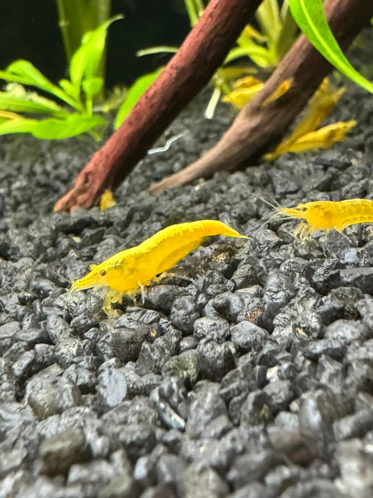 Yellow Fire garnaal Neocaridina davidi, Dieren en Toebehoren, Kreeft, Krab of Garnaal