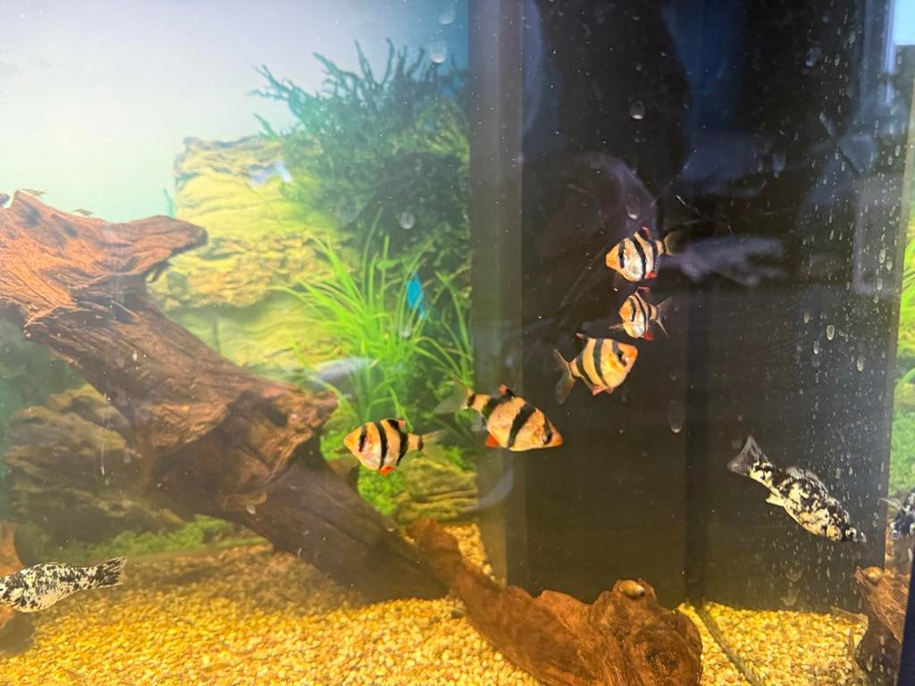 5 mooise sumatraan vissen, Vis