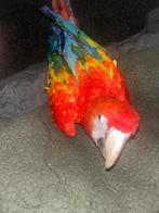 Ara gele vleugels, Mannelijk, Papegaai, Geringd