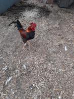 Krielkippen, Dieren en Toebehoren, Pluimvee, Meerdere dieren, Kip