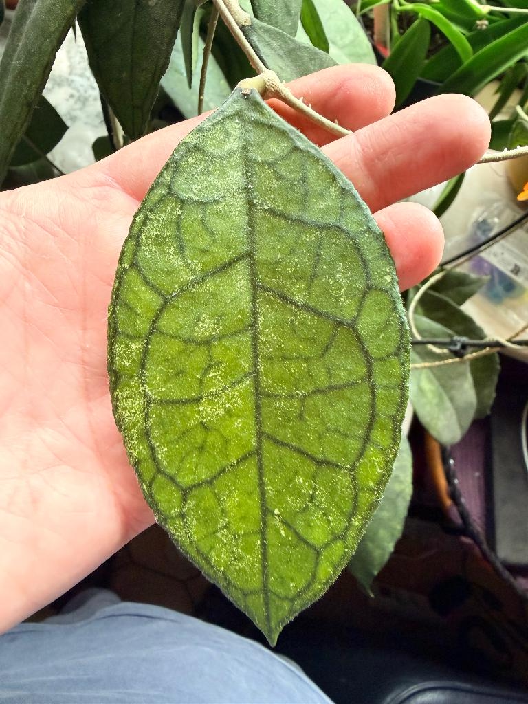 Hoya Finlaysonii, Huis en Inrichting, Kamerplanten, Verzenden, Halfschaduw, Minder dan 100 cm