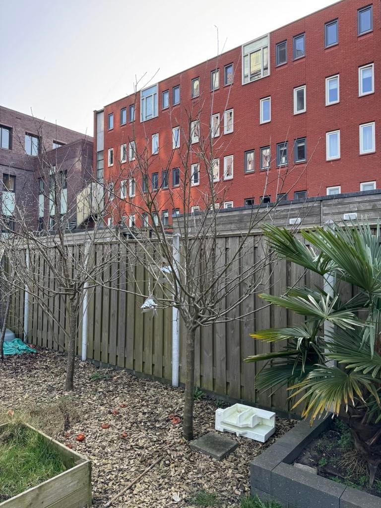 2 Appelbomen, Tuin en Terras, Ophalen, 250 tot 400 cm, Appelboom, Lente