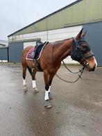 BR calming masker, Dieren en Toebehoren, Paarden en Pony's | Overige Paardenspullen, Ophalen of Verzenden, Zo goed als nieuw, Overige soorten