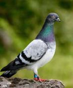 Gezocht Erlauer hoogvlieger duiven, Meerdere dieren, Postduif