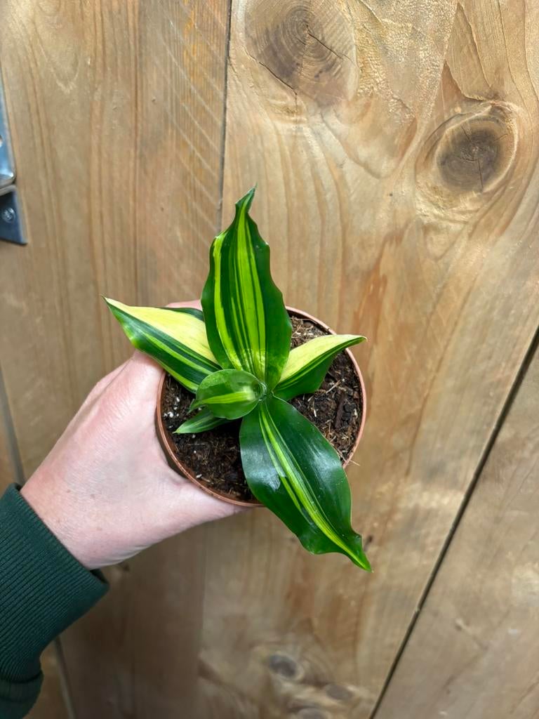 Dracena variegata plant tricolor lime aurea green mint, Ophalen of Verzenden, Halfschaduw, Minder dan 100 cm