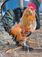 Jonge hanen te koop Delft Ukkelse baardkrielen, Dieren en Toebehoren, Mannelijk, Kip
