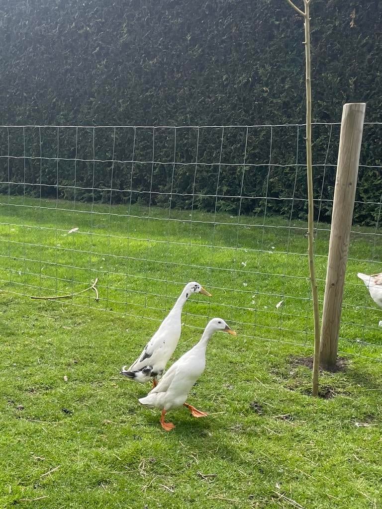 2 mooie loopeend broertjes, Mannelijk, Eend