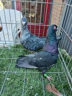 Koppel duiven, Dieren en Toebehoren, Meerdere dieren, Eend