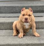 Pocket bully dekreu, Dieren en Toebehoren, Honden | Bulldogs, Pinschers en Molossers, Reu, 1 tot 2 jaar, Parvo, Bulldog