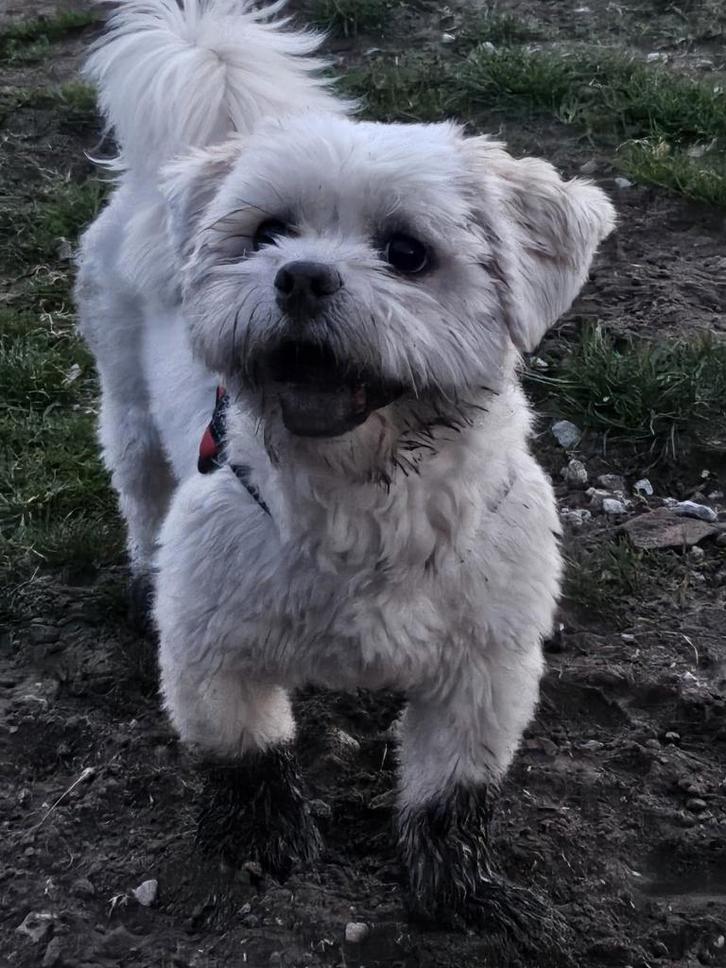 2 Boomers dekreu, Dieren en Toebehoren, Honden | Chihuahua's en Gezelschapshonden, Reu, Overige rassen, Particulier, Eén hond