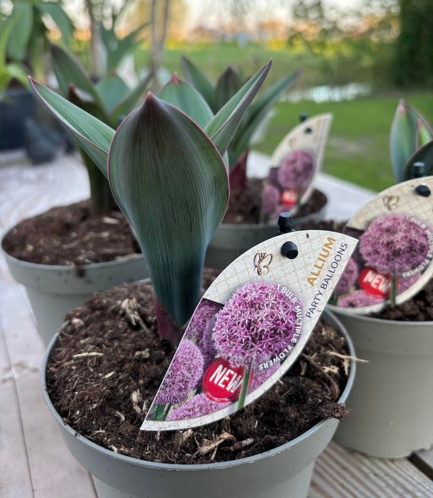 Allium, Ophalen of Verzenden