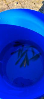 Goudvissen gratis, Goudvis(sen)