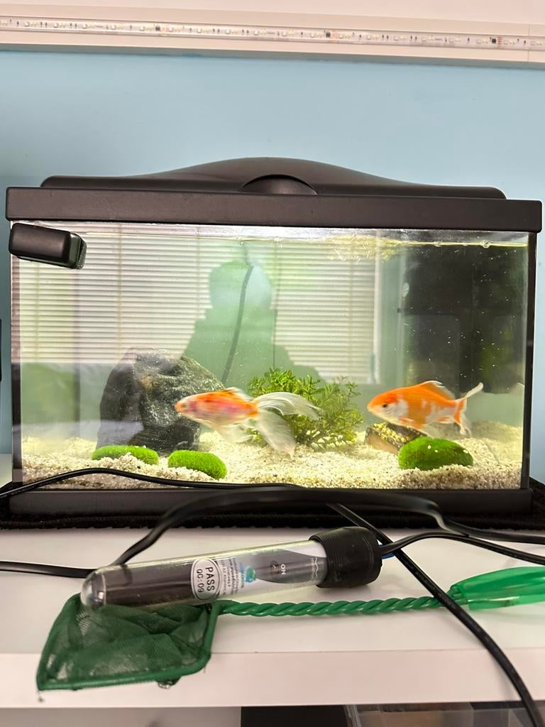 Vissen, vissen kom, vis aquarium, aguarium,, Dieren en Toebehoren, Ophalen, Zo goed als nieuw, Gevuld zoetwateraquarium