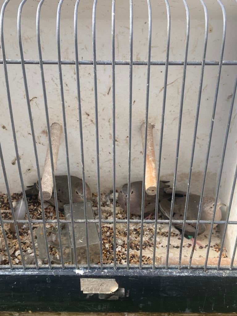 Te koop dwergduif, Meerdere dieren