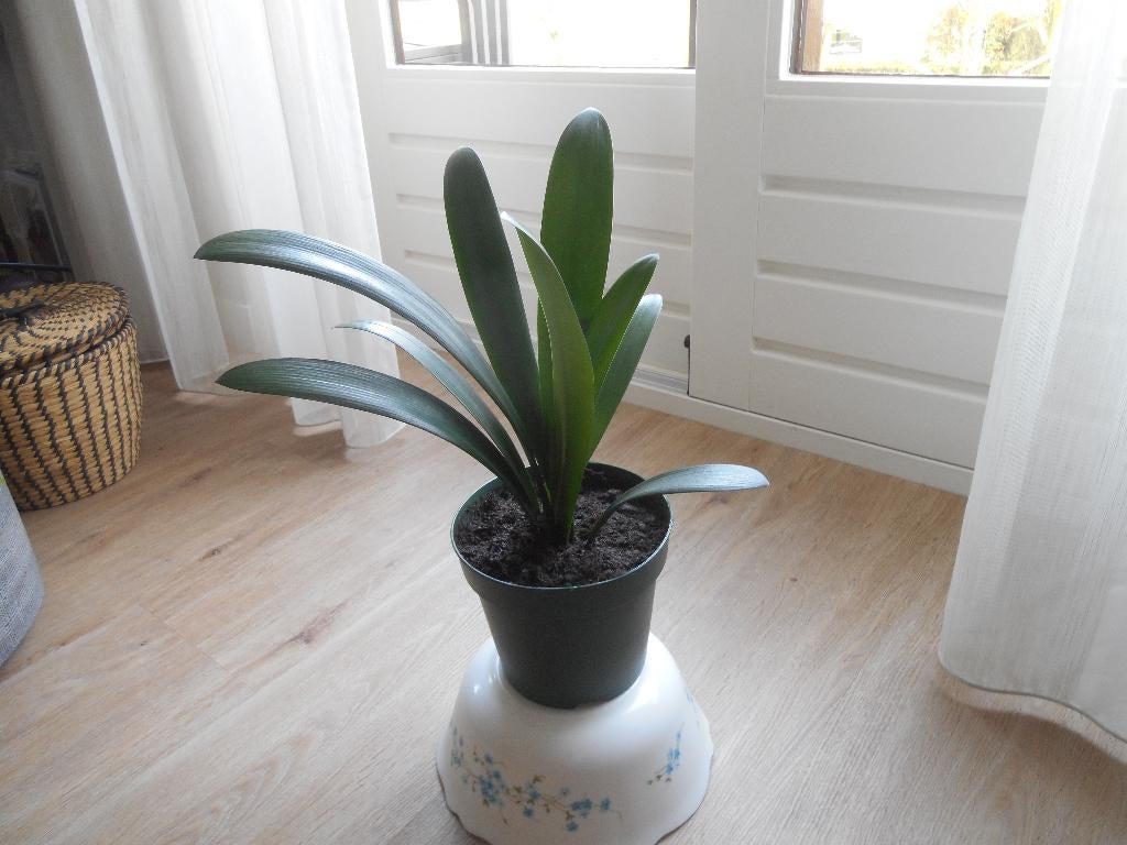 Jonge Clivia kamerplant, Ophalen, Overige soorten, Halfschaduw, In pot