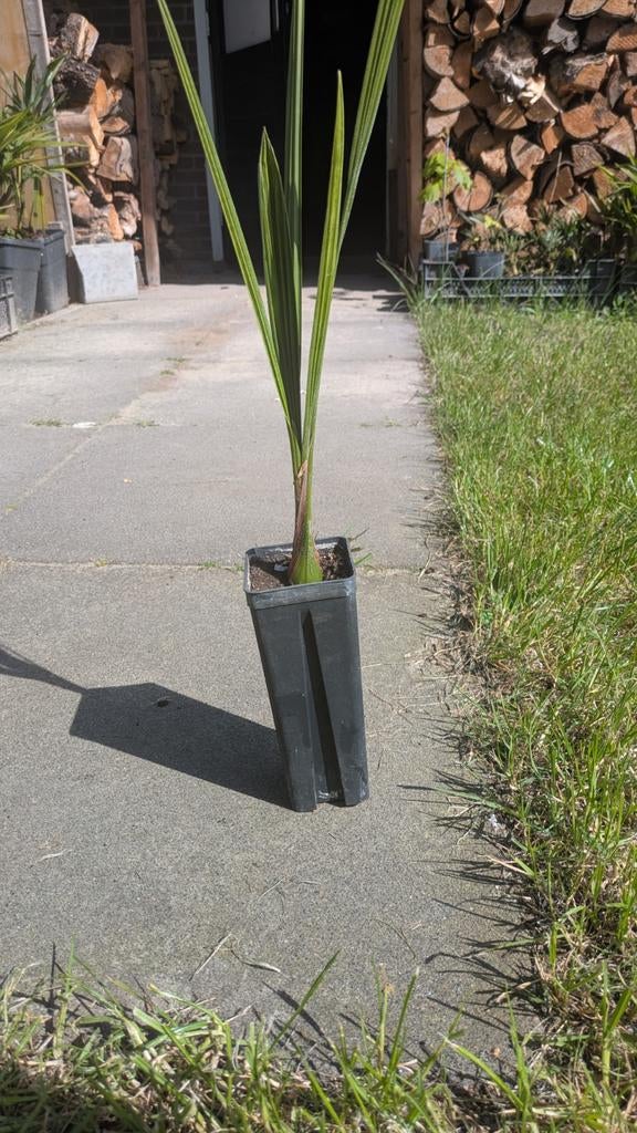 Jubaea chilensis palmboom zaailingen, Tuin en Terras, Ophalen, Overige soorten, Volle zon