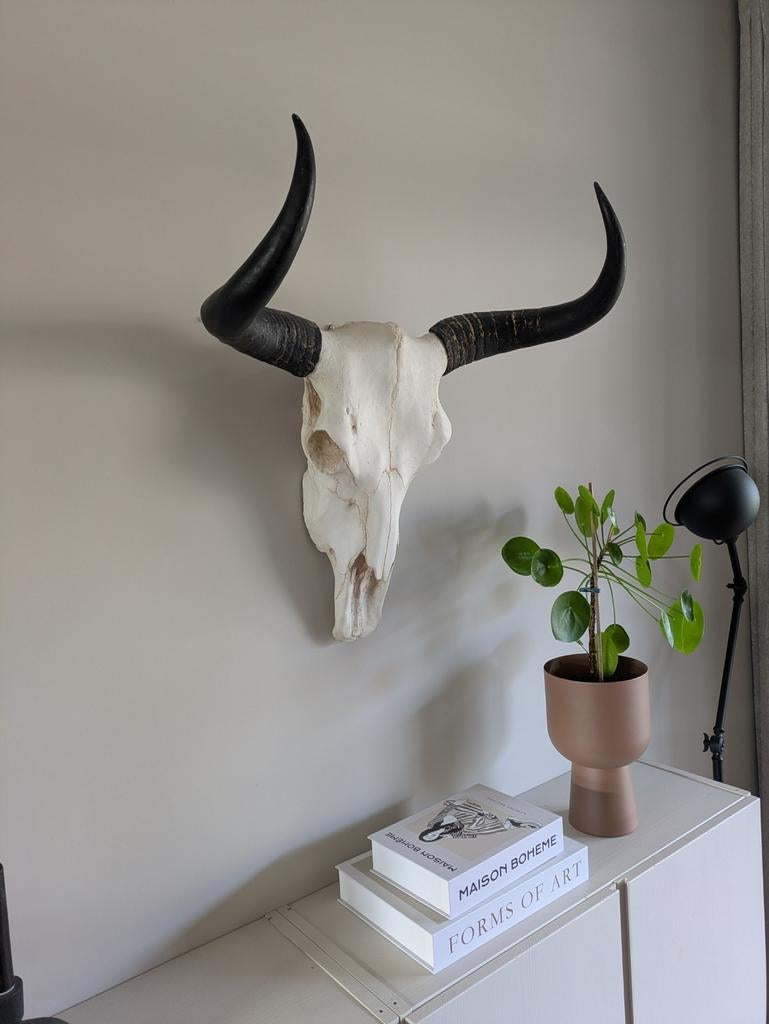 Gewei, dierenschedel, schedel, bull, koe, stierenhoofd, Ophalen, Zo goed als nieuw, Decoratieobject