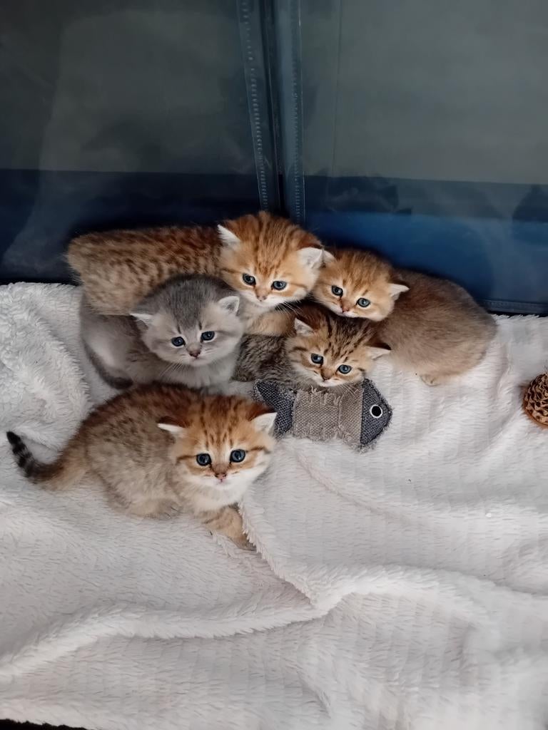 Britse korthaar golden tabby kittens, Dieren en Toebehoren, Meerdere dieren, Ontwormd, 0 tot 2 jaar