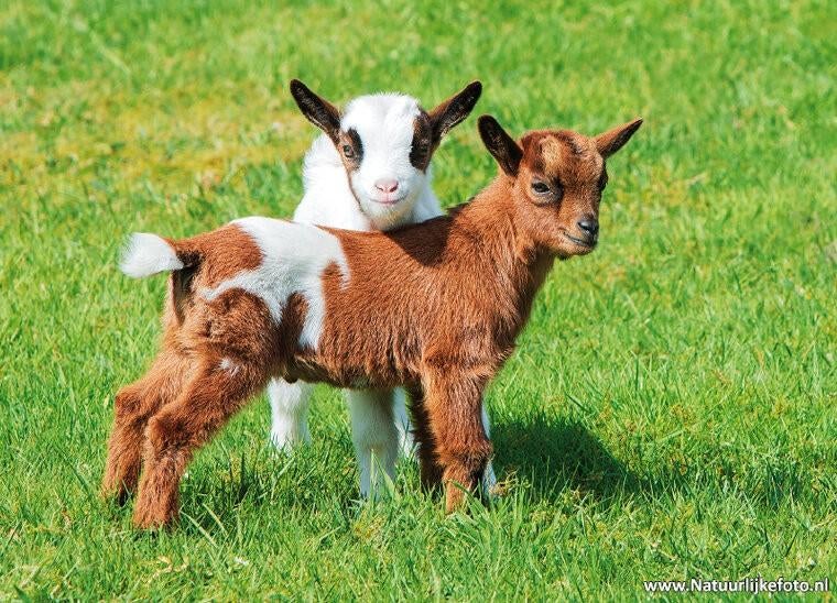 Opzoek na jonge dwerg geitjes!, Dieren en Toebehoren, Schapen, Geiten en Varkens, Vrouwelijk, Geit