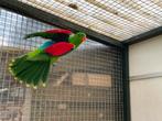 Roodvleugel parkiet, Meerdere dieren, Parkiet, Geringd