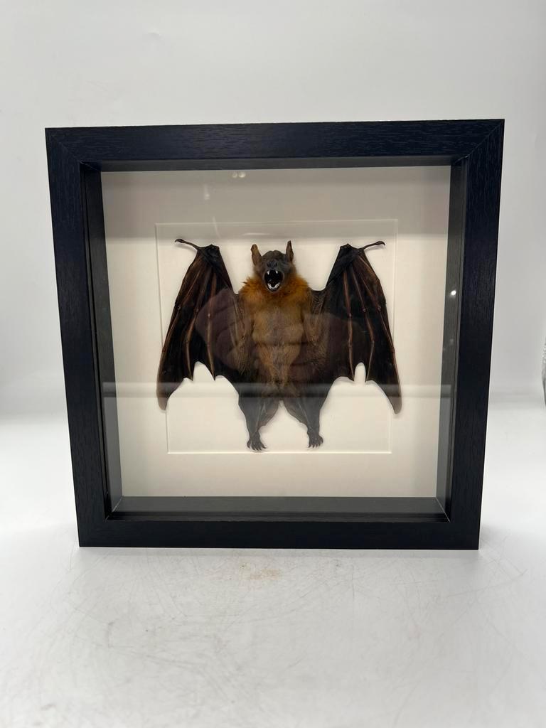 Vleermuis in lijst, Verzamelen, Dierenverzamelingen, Ophalen of Verzenden, Nieuw, Overige soorten, Opgezet dier