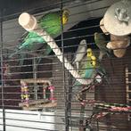 Parkieten te Koop. Alle 9 samen., Meerdere dieren, Parkiet